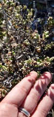 Drosanthemum quadratum