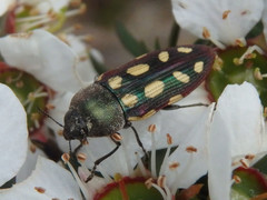 Castiarina parallela