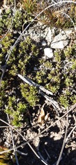 Drosanthemum quadratum