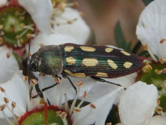 Castiarina parallela