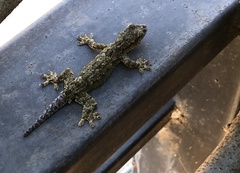 Hemidactylus platyurus