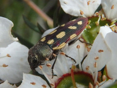 Castiarina parallela