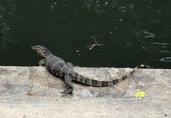 Varanus salvator macromaculatus