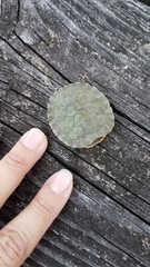 Pseudemys alabamensis