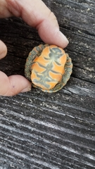 Pseudemys alabamensis