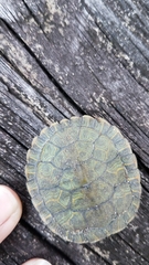 Pseudemys alabamensis