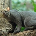 Jaguarundi - Photo (c) Joachim S. Müller, some rights reserved (CC BY-NC-SA)