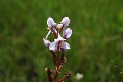 Disa
