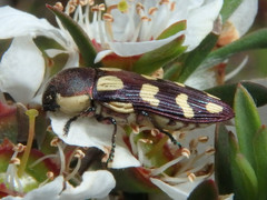 Castiarina decemmaculata