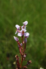 Disa