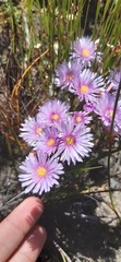 Lampranthus galpiniae