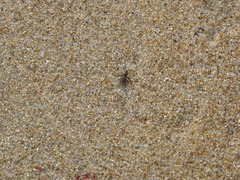Coelopidae