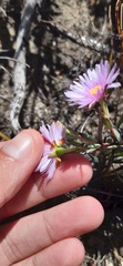 Lampranthus galpiniae