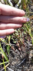Lampranthus galpiniae