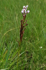Disa