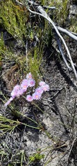 Lampranthus galpiniae