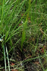 Disa