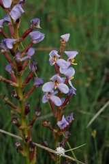 Disa