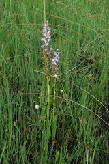 Disa
