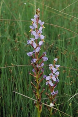 Disa