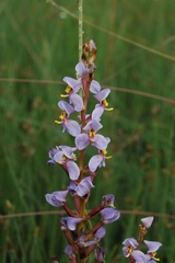 Disa
