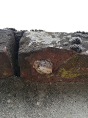 Hierodula transcaucasica