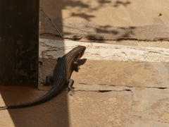 Trachylepis brevicollis