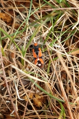 Melanerythrus mactans