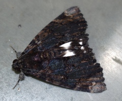 Catephia linteola