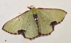 Spaniocentra isospania