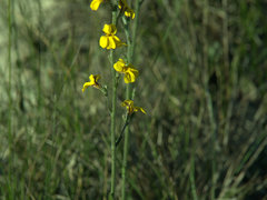 Goodenia paniculata