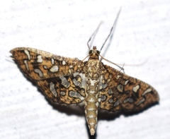 Nausinoe