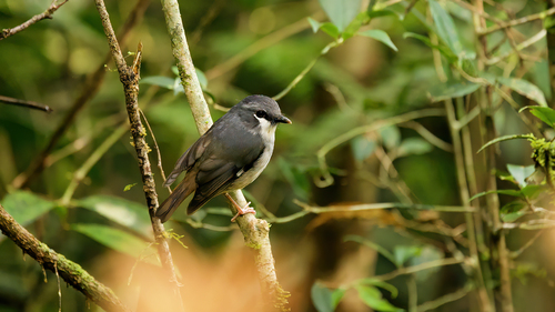 Heteromyias albispecularis observed 2025-07-16