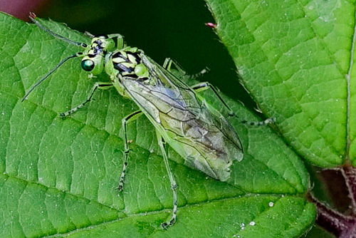 Narrow-striped Rhogogaster, Leeuwarden, Nederland, photo 10 of 10
