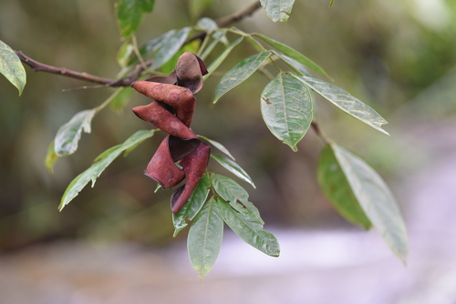 Archidendron bigeminum observed 2025-08-14