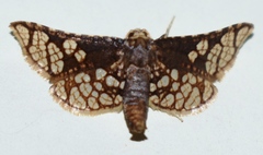 Hypolamprus