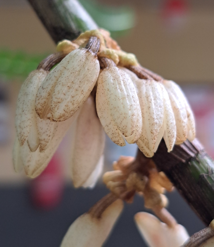 Dendrobium squamiferum J.J.Sm.