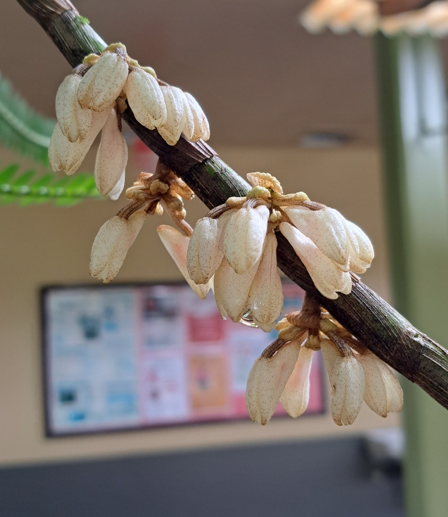 Dendrobium squamiferum J.J.Sm. 2