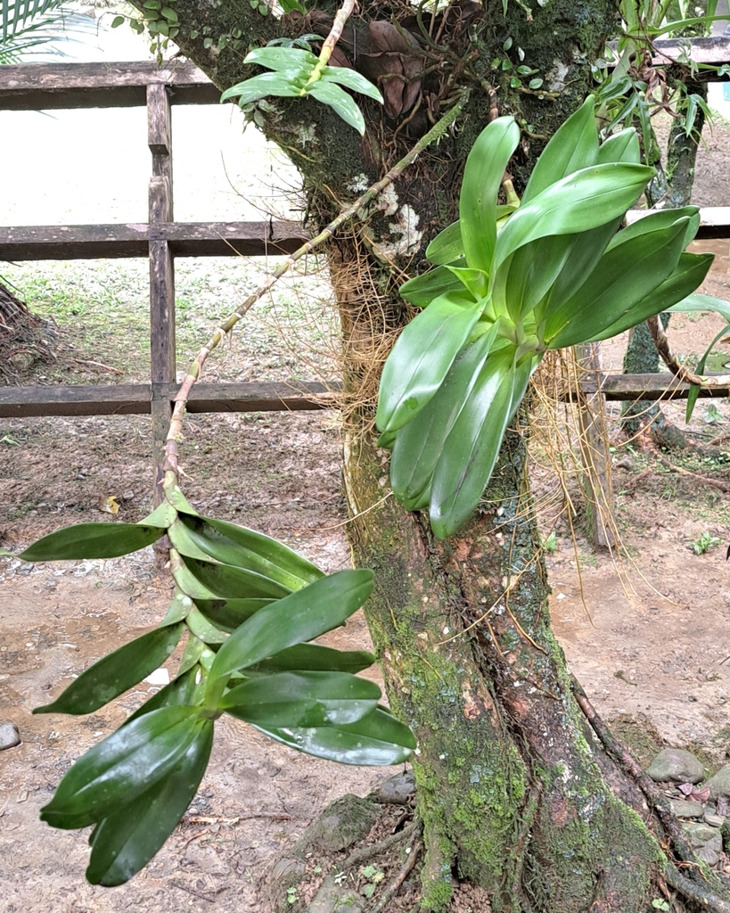 Dendrobium squamiferum J.J.Sm. 3
