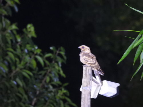 Large-tailed Nightjar (Caprimulgus macrurus), photo 10