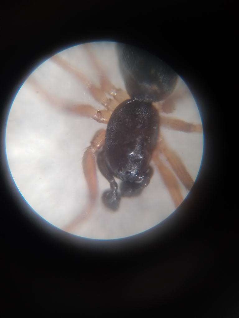Agyneta rurestris