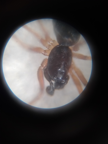 Agyneta commune
