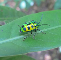 Chrysocoris stockerus