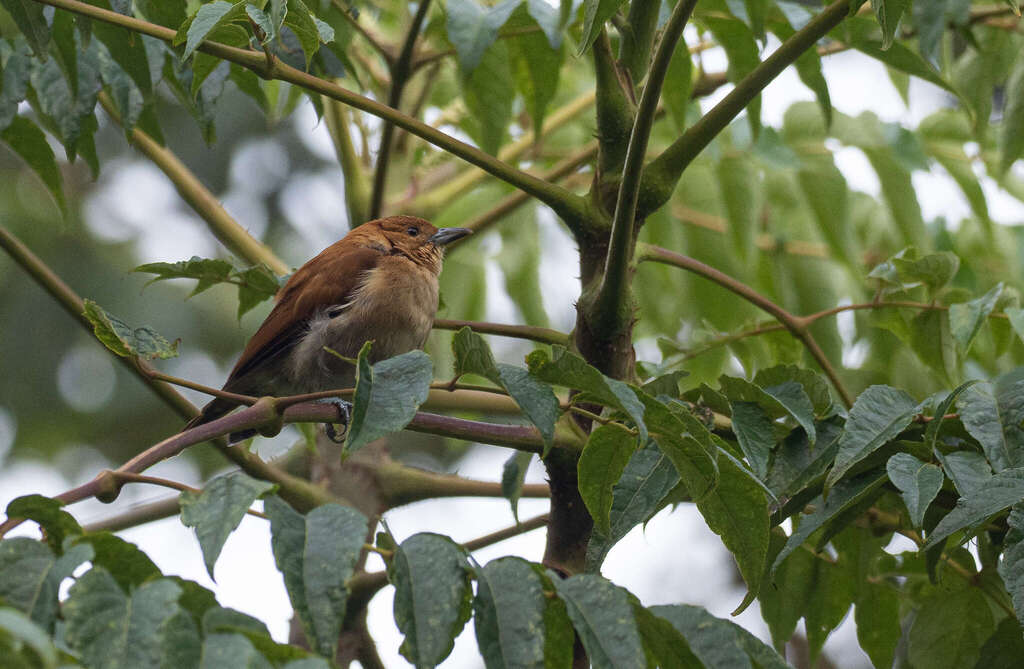 Cinnamon Ibon