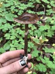 Agrocybe acericola