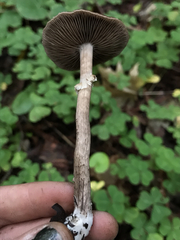 Agrocybe acericola