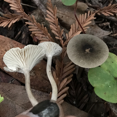 Spodocybe trulliformis