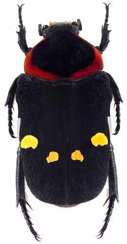 Glycyphana binotata