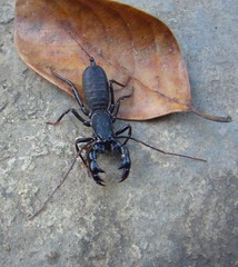 Labochirus proboscideus