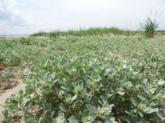 Atriplex laciniata